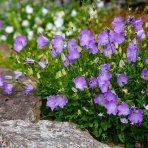 Zvonček (Campanula carpatica) ´CARILLON BLUE´ - kont. P9